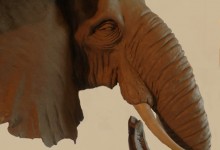 1Elephant 5
